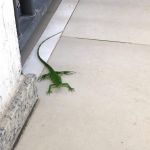 Fenômeno acontece em várias metrópoles mundo afora e em Sergipe chamou atenção da população. Ascom/Sedurbs