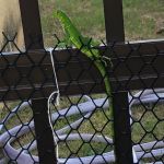 Fenômeno acontece em várias metrópoles mundo afora e em Sergipe chamou atenção da população. Ascom/Sedurbs