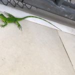 Fenômeno acontece em várias metrópoles mundo afora e em Sergipe chamou atenção da população. Ascom/Sedurbs