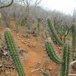 Total mensal de chuvas de março foi acima da média histórica e outono deve ser positivo em quantidade de chuva para agricultura e reserva hídrica.
Foto: Marcos Rodrigues/Sedurbs