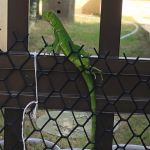 Fenômeno acontece em várias metrópoles mundo afora e em Sergipe chamou atenção da população. Ascom/Sedurbs