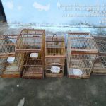 Foram 12 locais fiscalizados e 76 aves resgatadas em um Povoado no município de Tobias Barreto. Ascom SSP/Adema