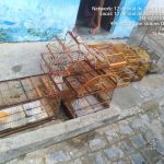 Foram 12 locais fiscalizados e 76 aves resgatadas em um Povoado no município de Tobias Barreto. Ascom SSP/Adema