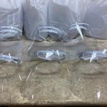 Equipamento garantirá segurança nas atividades desempenhada pelos servidores do órgão ambiental e dos catadores de resíduos. Foto: Marcos Rodrigues/Sedurbs