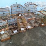 Foram 12 locais fiscalizados e 76 aves resgatadas em um Povoado no município de Tobias Barreto. Ascom SSP/Adema