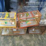 Foram 12 locais fiscalizados e 76 aves resgatadas em um Povoado no município de Tobias Barreto. Ascom SSP/Adema