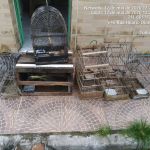 Foram 12 locais fiscalizados e 76 aves resgatadas em um Povoado no município de Tobias Barreto. Ascom SSP/Adema