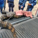 A equipe da Adema responsável pelo resgate de animais no Estado seguiu monitorando os animais para captura na manhã desta quinta-feira. Foto: Ascom Sedurbs/Adema
