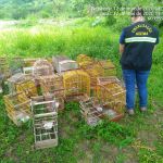 Foram 12 locais fiscalizados e 76 aves resgatadas em um Povoado no município de Tobias Barreto. Ascom SSP/Adema