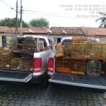 Foram 12 locais fiscalizados e 76 aves resgatadas em um Povoado no município de Tobias Barreto. Ascom SSP/Adema