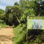 Parceria da Serhma com a Chesf contempla o replantio de 20 mil mudas em 10 hectares do bioma Mata Atlântica. Foto: Arquivo Sedurbs