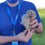 Mesmo durante a pandemia, o serviço de resgate de animais silvestres funciona por meio do plantão. Foto: Adema.