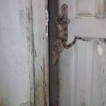 Mesmo durante a pandemia, o serviço de resgate de animais silvestres funciona por meio do plantão. Foto: Adema.