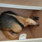 Mesmo durante a pandemia, o serviço de resgate de animais silvestres funciona por meio do plantão. Foto: Adema.
