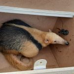 Mesmo durante a pandemia, o serviço de resgate de animais silvestres funciona por meio do plantão. Foto: Adema.