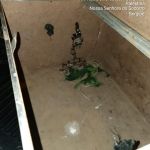 Mesmo durante a pandemia, o serviço de resgate de animais silvestres funciona por meio do plantão. Foto: Adema.