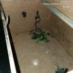 Mesmo durante a pandemia, o serviço de resgate de animais silvestres funciona por meio do plantão. Foto: Adema.