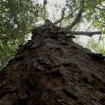 Quatro áreas de preservação ambiental (APA) serão contempladas. Foto: Marcos Rodrigues.