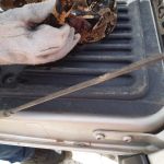 Uma das cobras apresentava lesões e infecção e teve que passar por intervenção cirúrgica. Foto: Adema.