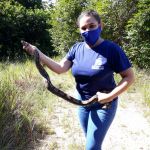 Uma das cobras apresentava lesões e infecção e teve que passar por intervenção cirúrgica. Foto: Adema.