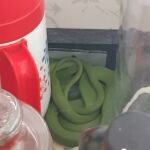 Uma das cobras apresentava lesões e infecção e teve que passar por intervenção cirúrgica. Foto: Adema.