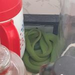 Uma das cobras apresentava lesões e infecção e teve que passar por intervenção cirúrgica. Foto: Adema.