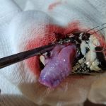 Uma das cobras apresentava lesões e infecção e teve que passar por intervenção cirúrgica. Foto: Adema.