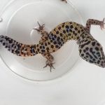 Os cinco animais exóticos foram recolhidos em Nossa Senhora da Glória por entrega voluntária. Foto: Adema.