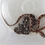 Os cinco animais exóticos foram recolhidos em Nossa Senhora da Glória por entrega voluntária. Foto: Adema.