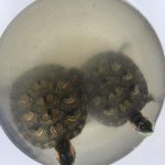 Os cinco animais exóticos foram recolhidos em Nossa Senhora da Glória por entrega voluntária. Foto: Adema.