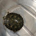 Os cinco animais exóticos foram recolhidos em Nossa Senhora da Glória por entrega voluntária. Foto: Adema.