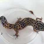 Os cinco animais exóticos foram recolhidos em Nossa Senhora da Glória por entrega voluntária. Foto: Adema.