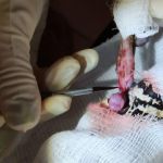 Uma das cobras apresentava lesões e infecção e teve que passar por intervenção cirúrgica. Foto: Adema.