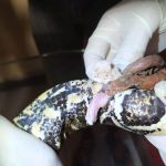 Uma das cobras apresentava lesões e infecção e teve que passar por intervenção cirúrgica. Foto: Adema.