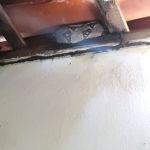 Uma das cobras apresentava lesões e infecção e teve que passar por intervenção cirúrgica. Foto: Adema.