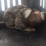 Equipes da Adema realizaram cinco ações em prol dos animais silvestres. Foto: Adema.