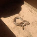 Equipes da Adema realizaram cinco ações em prol dos animais silvestres. Foto: Adema.