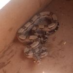 Equipes da Adema realizaram cinco ações em prol dos animais silvestres. Foto: Adema.