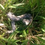 Equipes da Adema realizaram cinco ações em prol dos animais silvestres. Foto: Adema.