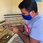 Animais foram resgatados e entregues de forma voluntária ao órgão ambiental do estado. Foto: Arquivo Adema.