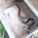 Adema esclarece quais os cuidados prévios a população deve efetuar ao encontrar o réptil e como identificar quando é venenosa ou não. Foto: Adema.