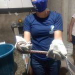 Adema esclarece quais os cuidados prévios a população deve efetuar ao encontrar o réptil e como identificar quando é venenosa ou não. Foto: Adema.