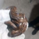 Adema esclarece quais os cuidados prévios a população deve efetuar ao encontrar o réptil e como identificar quando é venenosa ou não. Foto: Adema.