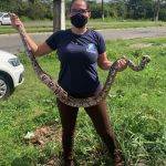 Adema esclarece quais os cuidados prévios a população deve efetuar ao encontrar o réptil e como identificar quando é venenosa ou não. Foto: Adema.