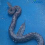 Animais foram resgatados e entregues de forma voluntária ao órgão ambiental do estado. Foto: Arquivo Adema.