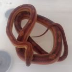 Adema esclarece quais os cuidados prévios a população deve efetuar ao encontrar o réptil e como identificar quando é venenosa ou não. Foto: Adema.