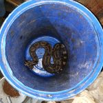 Animais foram resgatados e entregues de forma voluntária ao órgão ambiental do estado. Foto: Arquivo Adema.