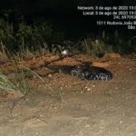 Animais foram resgatados e entregues de forma voluntária ao órgão ambiental do estado. Foto: Arquivo Adema.