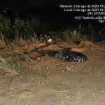 Animais foram resgatados e entregues de forma voluntária ao órgão ambiental do estado. Foto: Arquivo Adema.