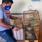 Animais foram resgatados e entregues de forma voluntária ao órgão ambiental do estado. Foto: Arquivo Adema.